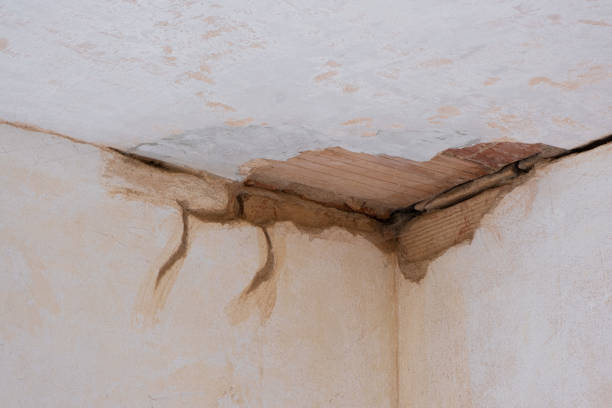 Best Carpet water damage restoration  in Tarpon Springs, FL