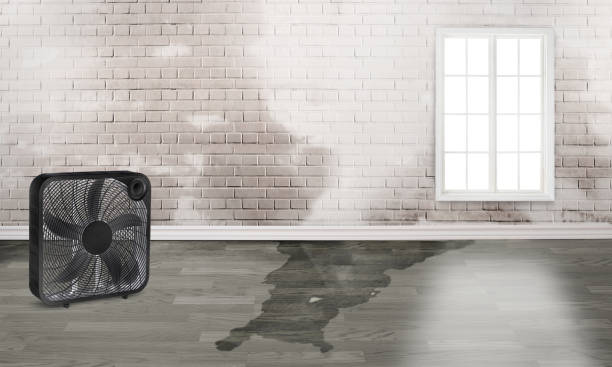 Best 24-hour water damage restoration  in Tarpon Springs, FL