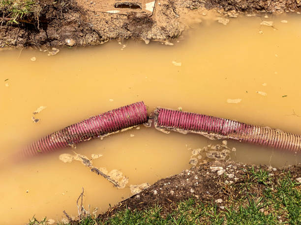 Best Professional water damage repair  in Tarpon Springs, FL