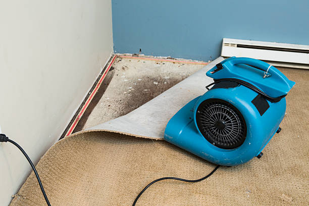 Best Water damage contractors near me  in Tarpon Springs, FL